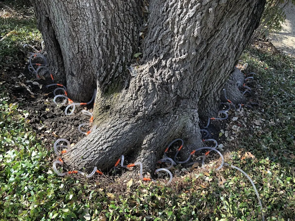 Detailed Tree Cabling and Bracing job site in Gateway