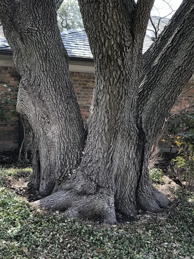 Mature heritage tree close to a Gateway property cared for by certified arborists