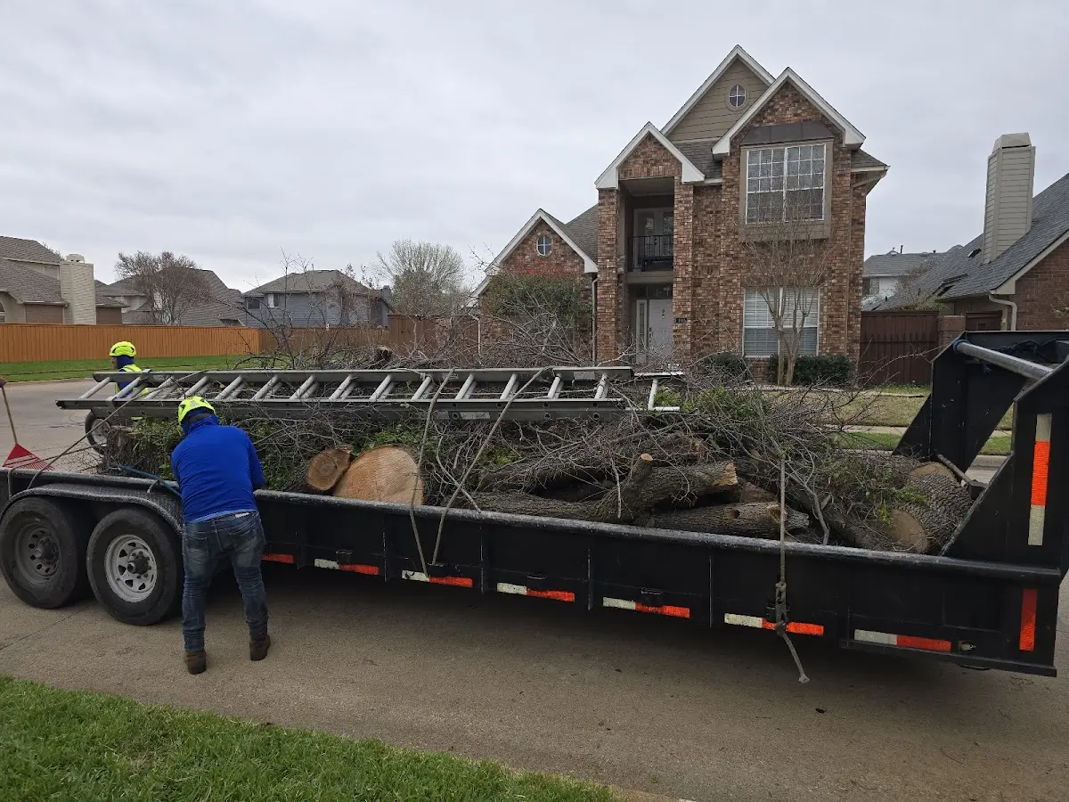 Expert Tree Pest Control with proper safety equipment in Gateway